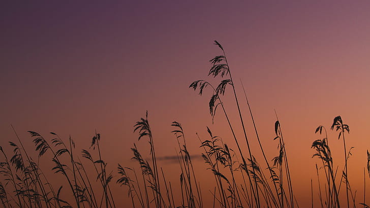 silhouette of grass, Sunrise, mato, leaves, sky, plants, sunset, HD wallpaper