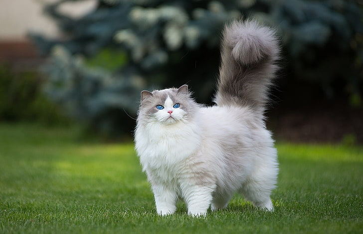white and gray Persian cat, grass, green, animals, blue eyes, HD wallpaper
