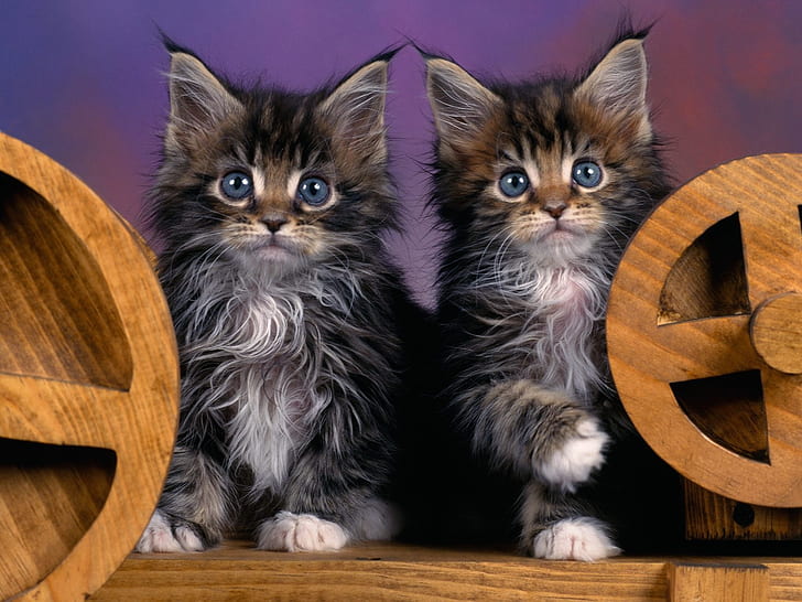 Maine Coon Kittens, brown black and white long coated kittens, HD wallpaper