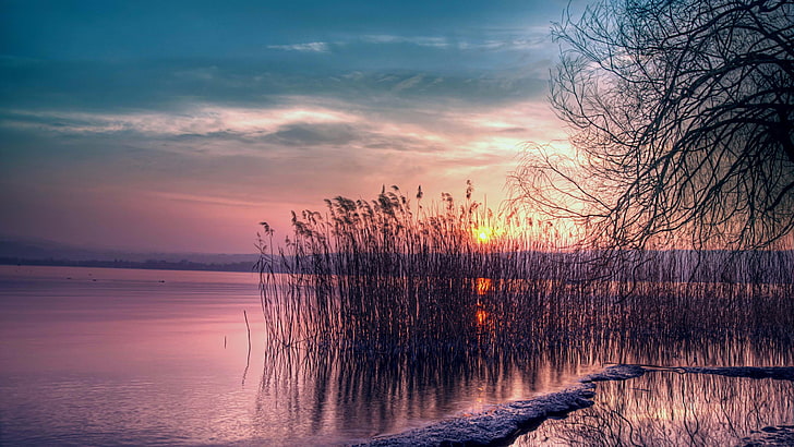 reeds, lake, sunset, purple sky, water, reflection, nature