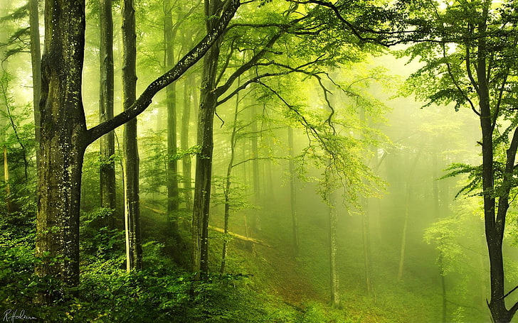 beautiful green forest-Forest Landscape Wallpaper, woodland, tree, HD wallpaper