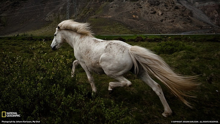 white horse screengrab, animals, mammals, outdoors, domestic