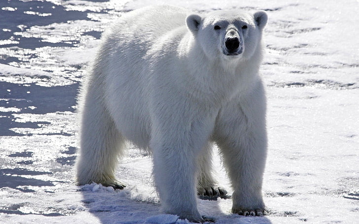 polar bear, snow, light, bright, arctic, winter, animal, nature, HD wallpaper