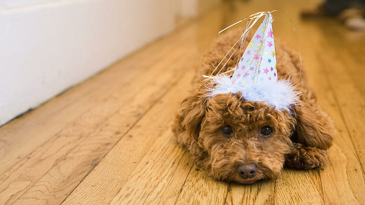 Party Animal, apricot miniature poodle, nice, sweet, beautiful, HD wallpaper