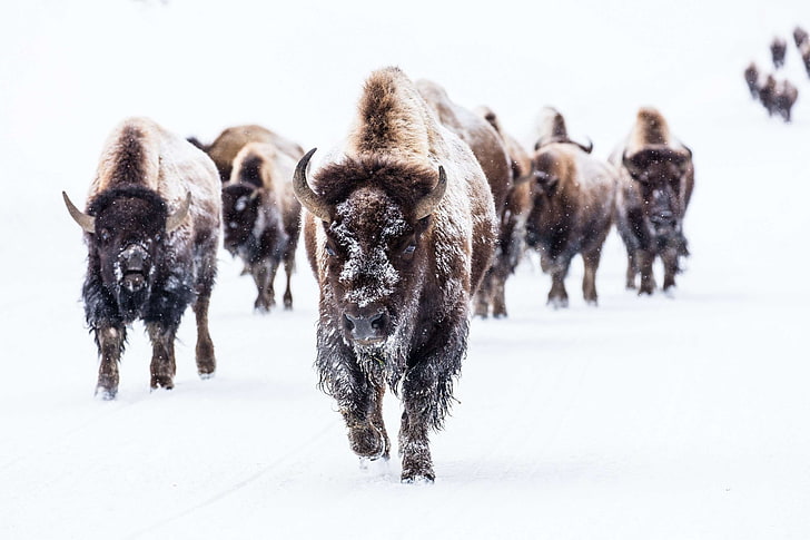 bison, buffalo, cold, frying pan spring, group, herd, landscape, HD wallpaper