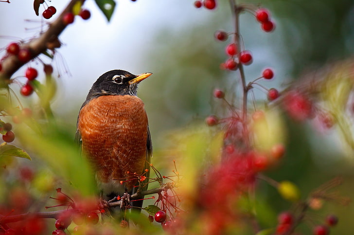 American robin bird, birds, branch, berry, sit, color, nature