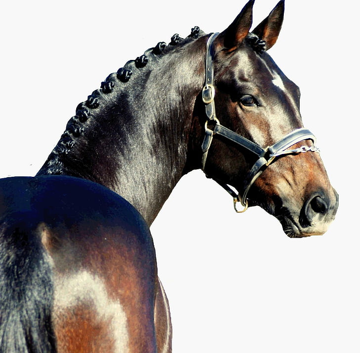 Headshot Of A Warmblood, horses, dutch, german, animals, HD wallpaper