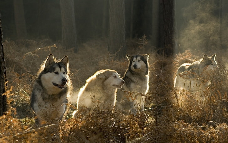 animals, wolf, forest, group of animals, animal themes, mammal, HD wallpaper