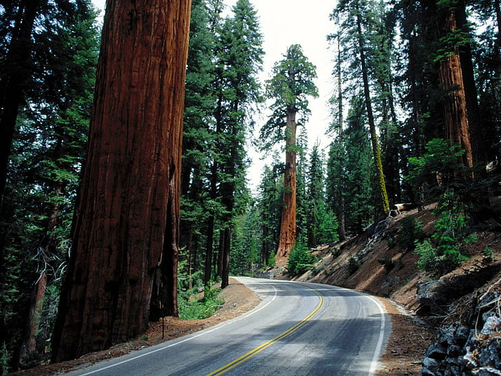 landscape, road, pine trees, redwood, nature