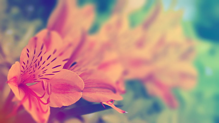orange petaled flowers, orange Peruvian lilies selective-focus photography, HD wallpaper