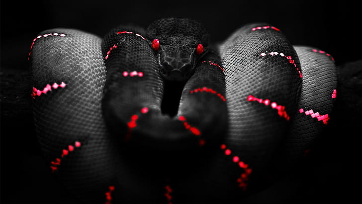 black, Boa Constrictor, red, snake, HD wallpaper