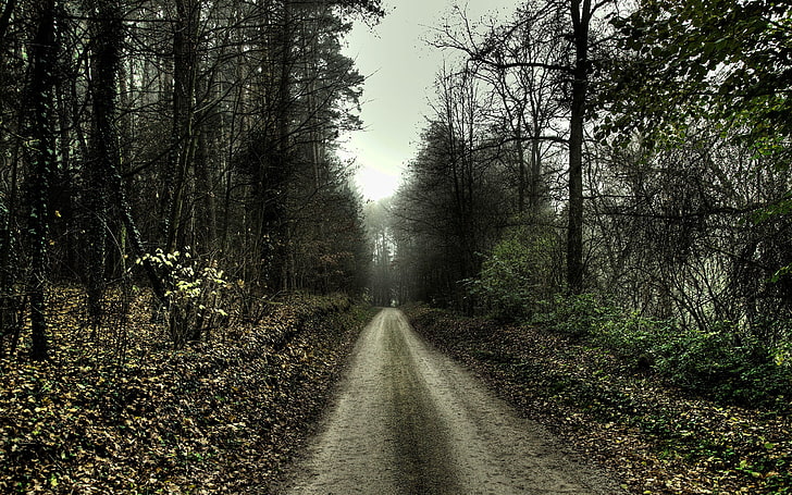 green leafed trees, path, forest, leaves, dirt road, plant, direction, HD wallpaper