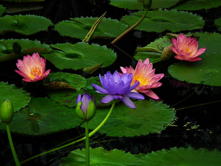 pink and blue lotus flowers, lily, water, leaves, water Lily, HD wallpaper