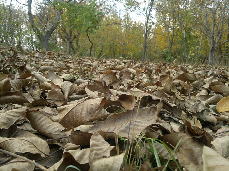 dried leaves, nature, fall, tree, plant, growth, land, forest
