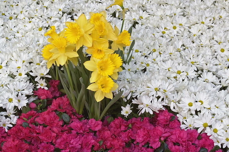 Flowers Arrangement, daffodils, yellow, daisys, white, beautiful, HD wallpaper