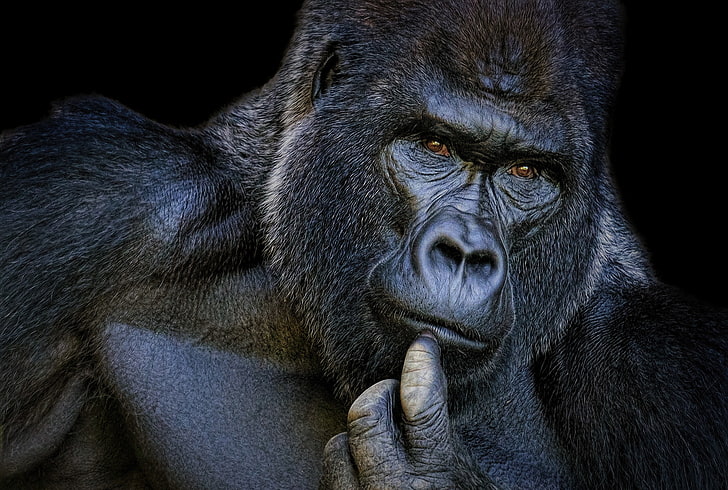 portrait, gorilla, brooding, HD wallpaper