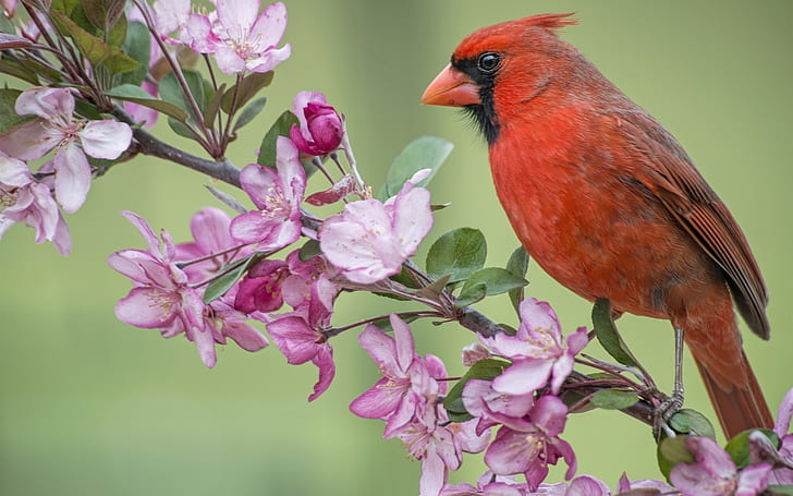 Red cardinal bird, Apple tree, flowers blossom, spring, HD wallpaper