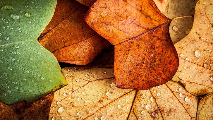 several withered leaves, green and brown leaves, nature, closeup