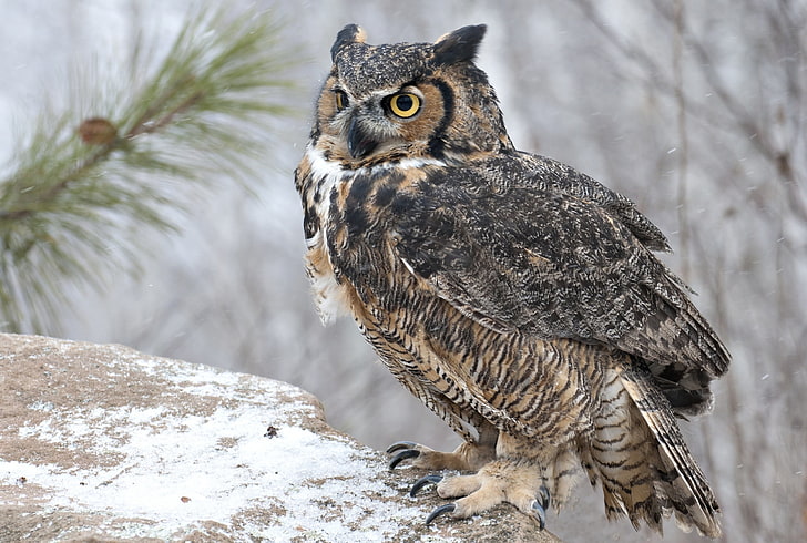 brown owl, bird, snow, animal, nature, wildlife, winter, bird of Prey