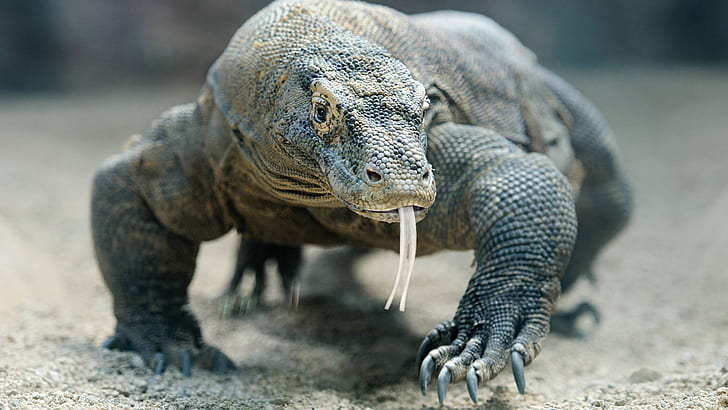 Reptiles, Komodo Dragon, Wildlife, HD wallpaper