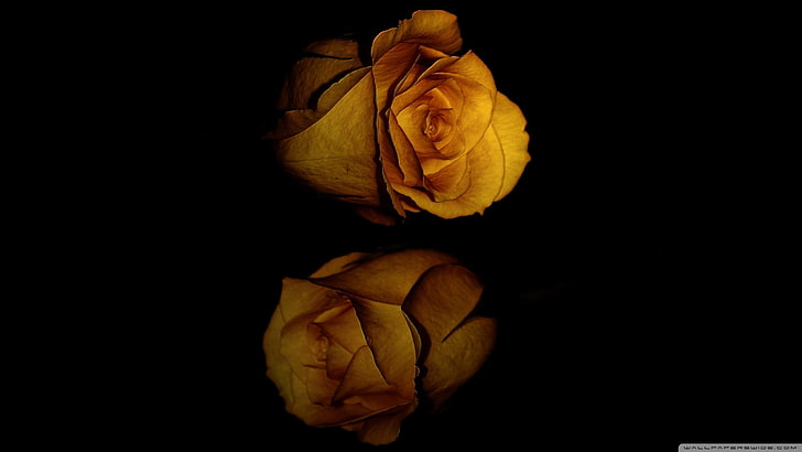 nature, black, reflection, flowers, rose, dark, studio shot