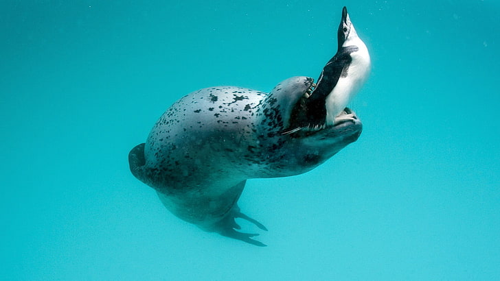 sea lion and penguin underwater, nature, sealion, penguins, animals