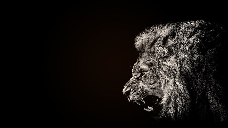painting of lion, animals, black, selective coloring, mammal