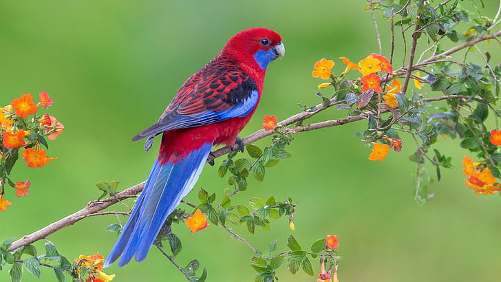 parrot, flowery tree, colorful, bird, lorikeet, macaw, fauna