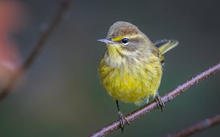 yellow bird, palm warbler, palm warbler, animal, nature, wildlife