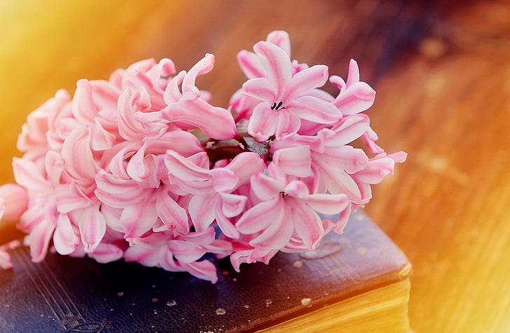 Spring Flower, Old Book, pink hyacinth flower, Vintage, Flowers