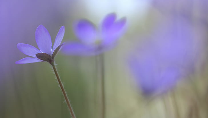 purple Crocus shallow focus photography, hepatica, hepatica, Nature