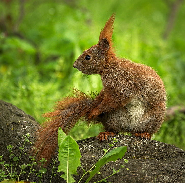 brown squirel holding tail, Eurasian red squirrel, Wiewiórka, HD wallpaper