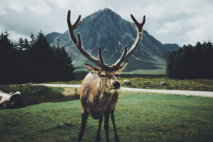 HD wallpaper: animals, landscape, mountains, plants, deer, environment,  stags | Wallpaper Flare