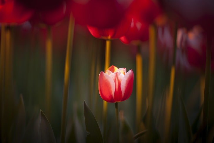 red tulips, macro, flowers, red flowers, freshness, plant, beauty in nature