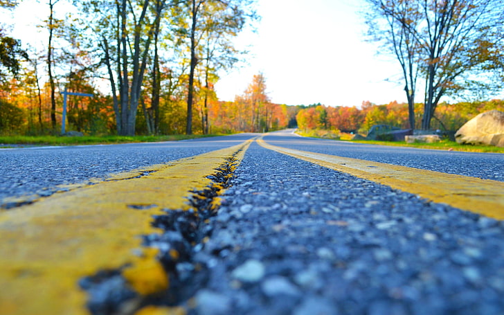 untitled, road, trees, closeup, worm's eye view, autumn, plant, HD wallpaper
