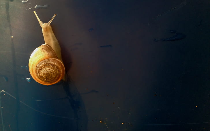 snail, gold, animals, simple background