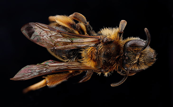 Andrena, The Mining Bee, Animals, Insects, Back, Wings, Macro