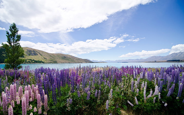 Hd Wallpaper With Flowers Lupins Lake Tekapo New Zealand, plant