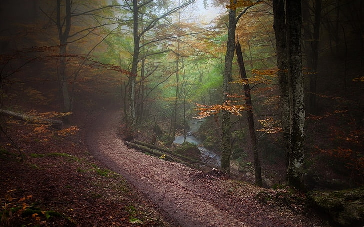landscape, nature, forest, path, fall, mist, trees, river, atmosphere
