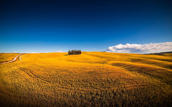 Siena, Italy, Montalcino, summer, trees, fields, HD wallpaper