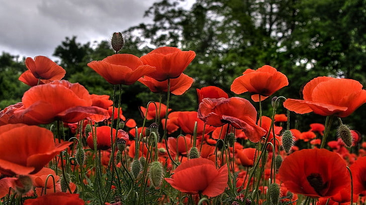 red flowers, poppies, nature, plants, flowering plant, beauty in nature, HD wallpaper