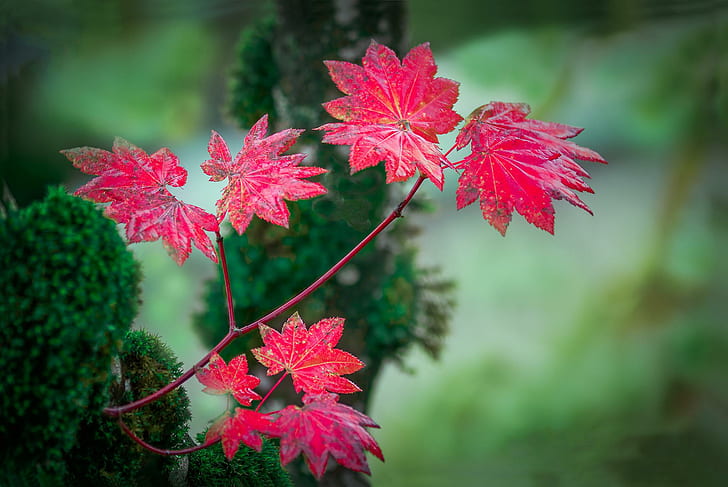 Bokeh Branch Leaves Red Autumn Background For Desktop, HD wallpaper