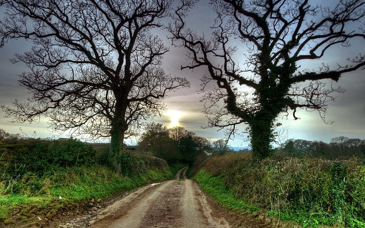 nature, HDR, path, trees, dirt road