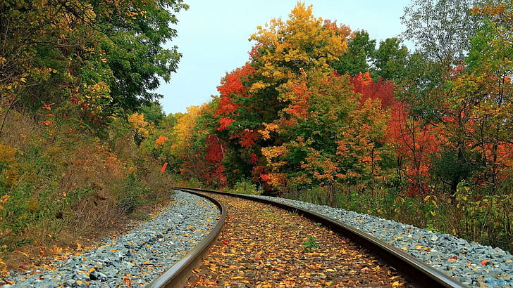 Train Tracks Through An Autumn Forest, leaves, rocks, nature and landscapes