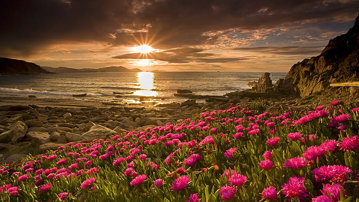 Flowers Beach Sunset Sunlight Rocks Stones Ocean HD, nature