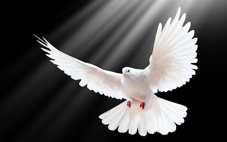 HD wallpaper: dove scale wings light-Bird Photography HD wallpap.., white  pigeon | Wallpaper Flare