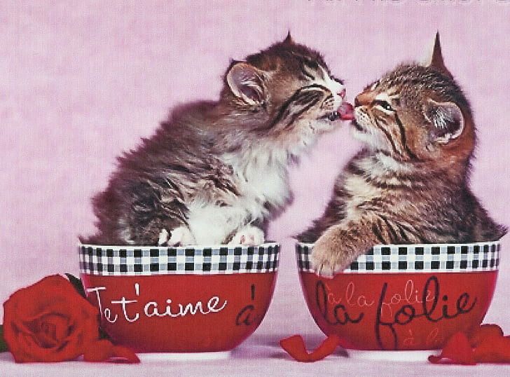 Two Kittens Kissing In A Cup With A Roses, feline, cute, animals