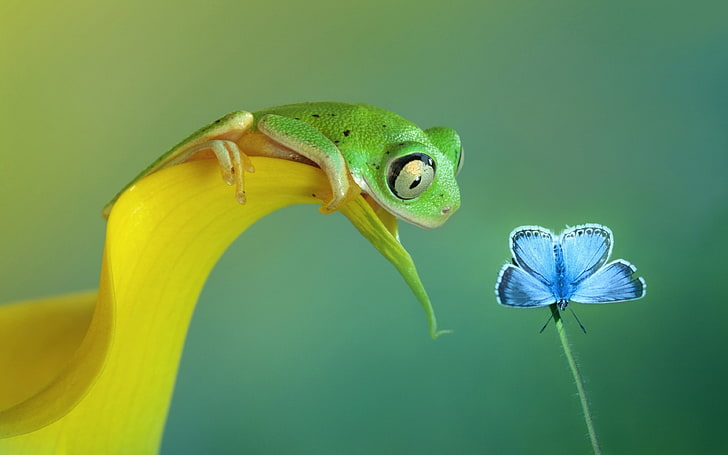 green frog, butterfly, flowers, amphibian, close-up, flowering plant