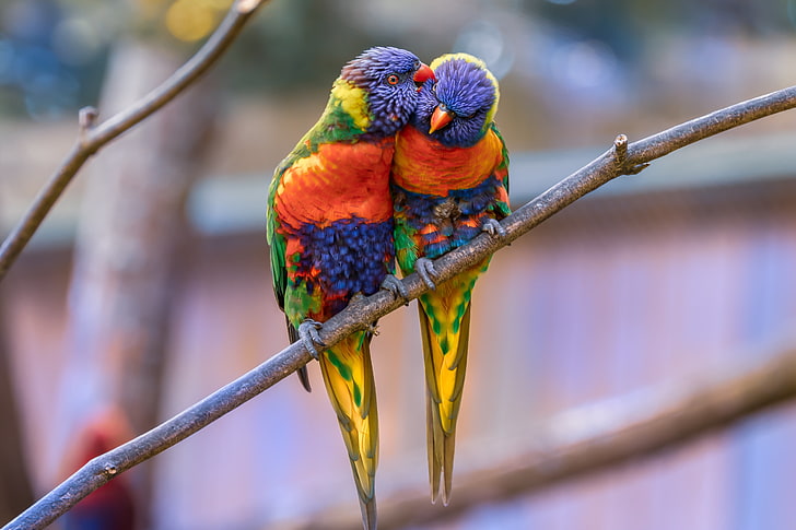 rainbow lorikeet, parrots, birds, couple, tenderness, perching