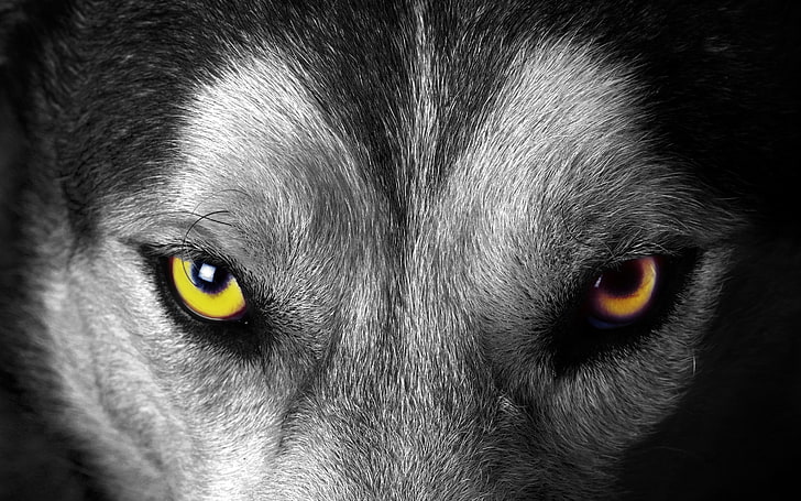 gray wolf face, animals, selective coloring, one animal, animal themes, HD wallpaper